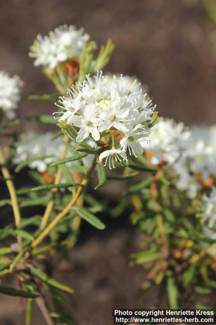 Photo: Rhododendron tomentosum 12.