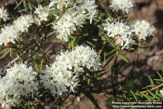 Photo: Rhododendron tomentosum 13.