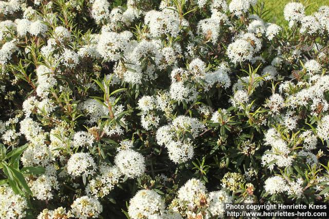 Photo: Rhododendron diversipilosum 3.