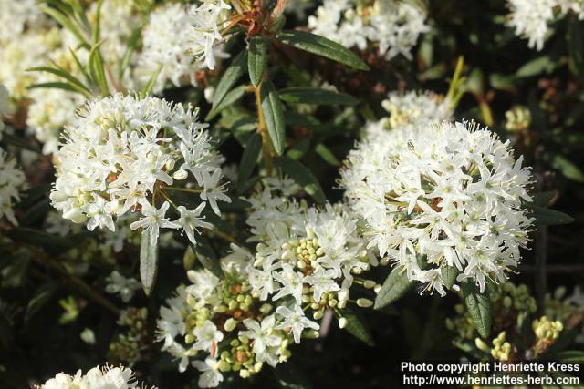 Photo: Rhododendron diversipilosum 5.