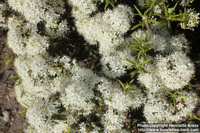 Photo: Rhododendron diversipilosum 7.