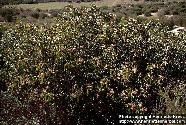 Photo: Rhus ovata.