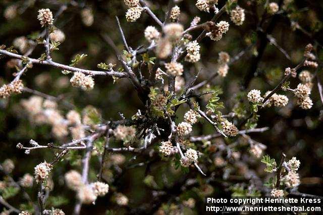 Photo: Rhus microphylla 1.