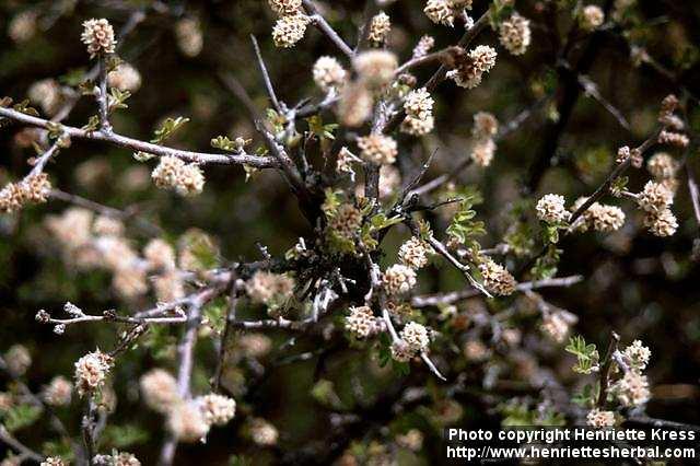 Photo: Rhus microphylla 1.