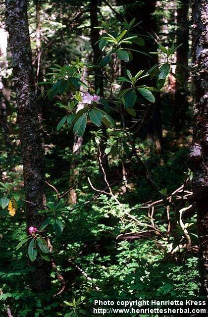 Photo: Rhododendron macrophyllum.