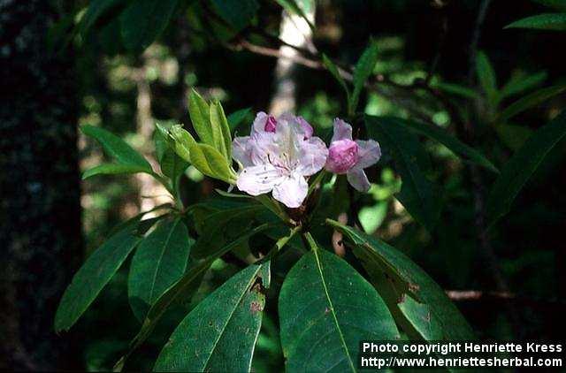 Photo: Rhododendron macrophyllum 1.