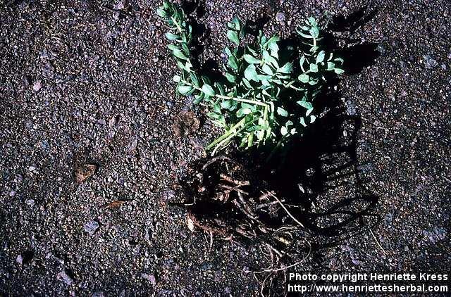 Photo: Rhodiola rosea 3.