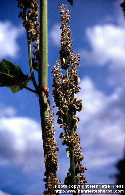 Photo: Rheum palmatum 2.