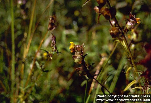 Photo: Rhinanthus minor.