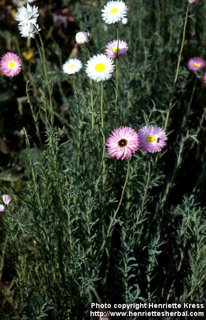 Photo: Rhodanthe chlorocephala.