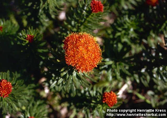 Photo: Rhodiola kirilowii 1.