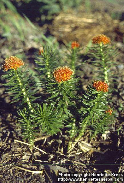 Photo: Rhodiola kirilowii.