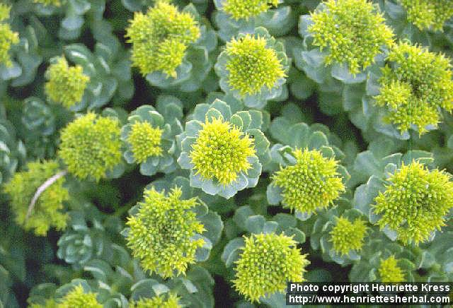 Photo: Rhodiola rosea 1.