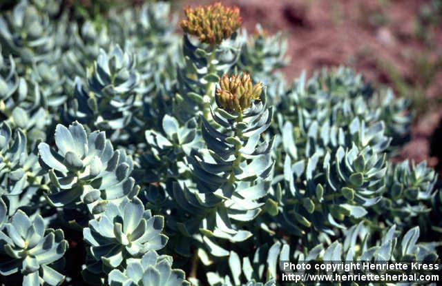 Photo: Rhodiola rosea 11.