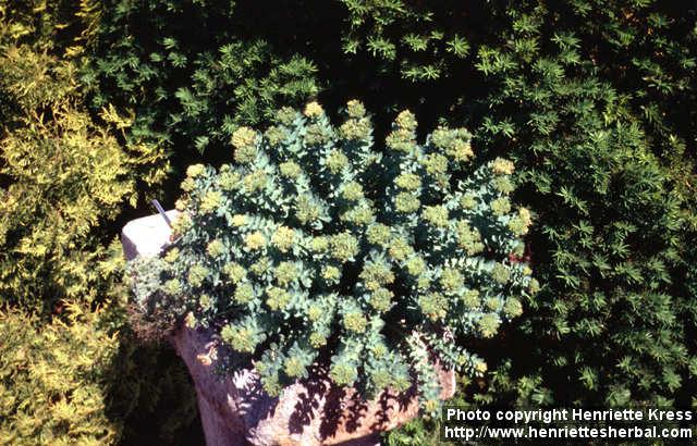 Photo: Rhodiola rosea 12.