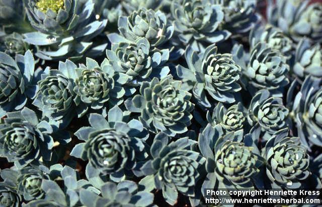 Photo: Rhodiola rosea 4.