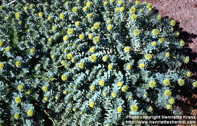 Photo: Rhodiola rosea 5.