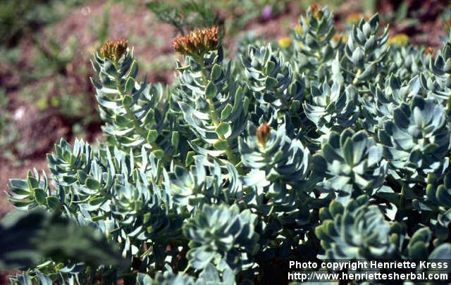 Photo: Rhodiola rosea 9.