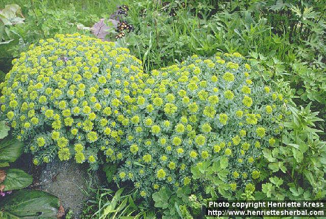 Photo: Rhodiola rosea.