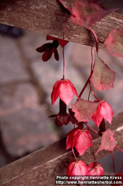 Photo: Rhodochiton atrosanguineum.