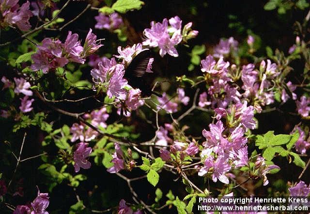 Photo: Rhododendron reticulatum 1.