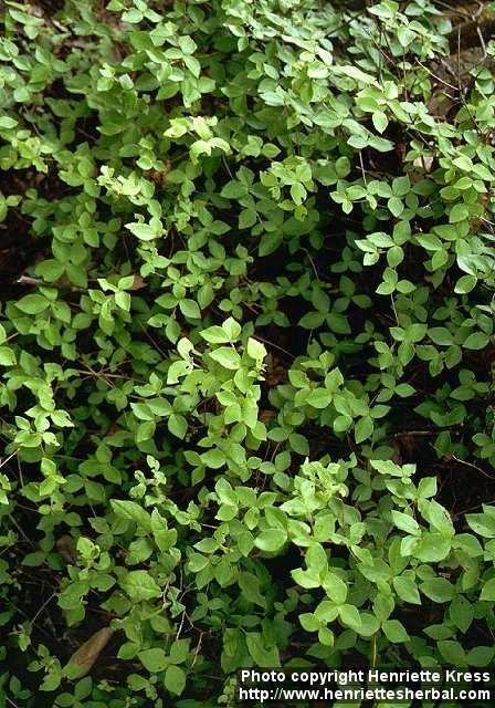 Photo: Rhododendron reticulatum 5.