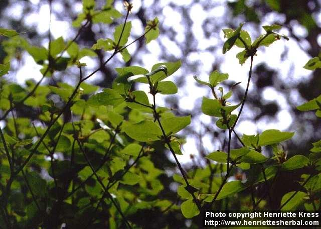 Photo: Rhododendron reticulatum 6.