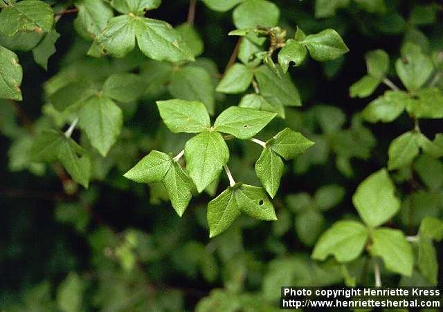 Photo: Rhododendron reticulatum 7.