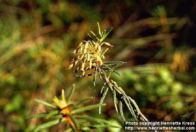 Photo: Rhododendron tomentosum 3.