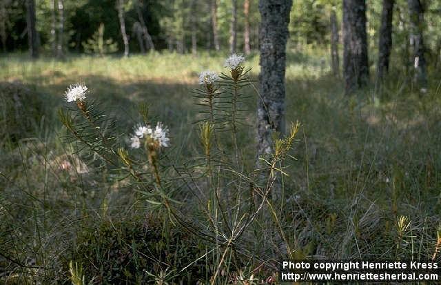 Photo: Rhododendron tomentosum.