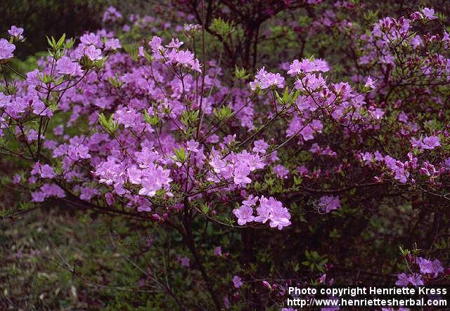 Photo: Rhododendron tosaense.