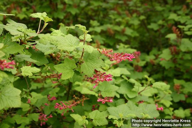 Photo: Ribes sanguineum.