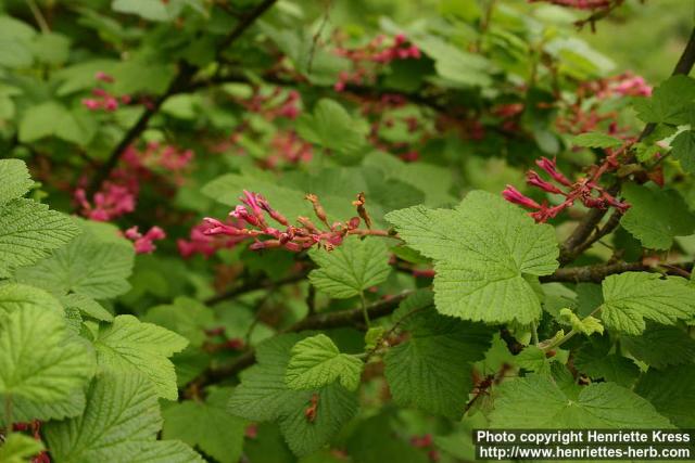 Photo: Ribes sanguineum 1.