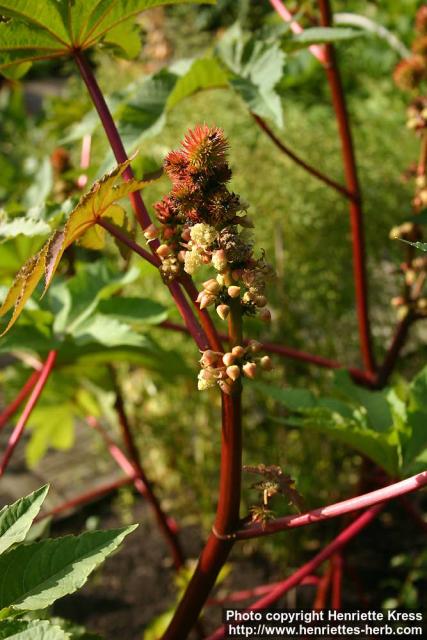 Photo: Ricinus communis 9.