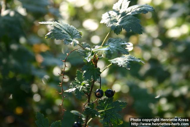 Photo: Ribes lacustre.