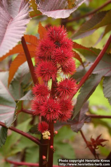 Photo: Ricinus communis 10.