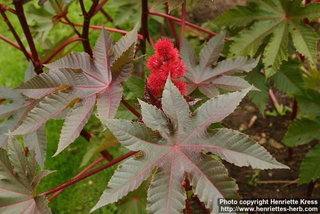 Photo: Ricinus communis 11.