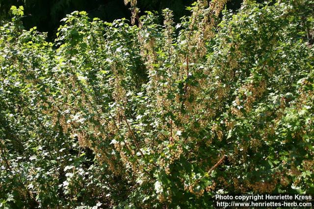 Photo: Ribes lacustre 1.