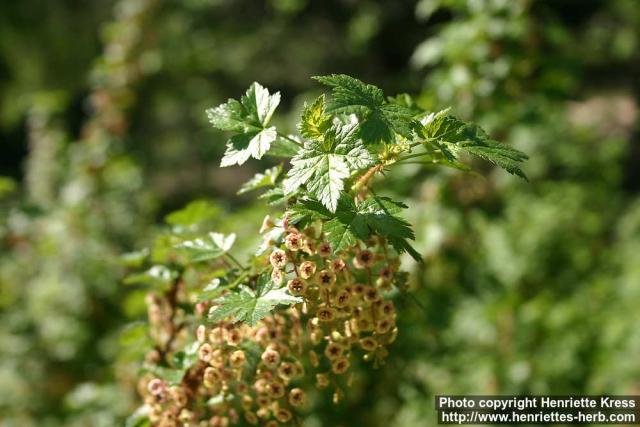 Photo: Ribes lacustre 4.