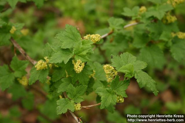 Photo: Ribes alpinum 12.