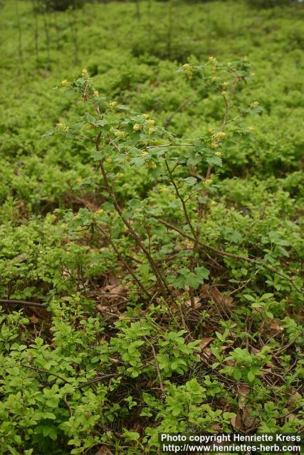 Photo: Ribes alpinum 13.