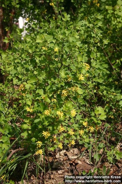 Photo: Ribes aureum 08.