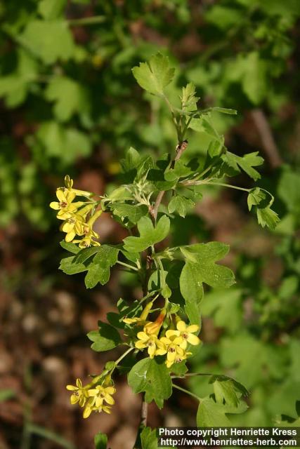 Photo: Ribes aureum 09.