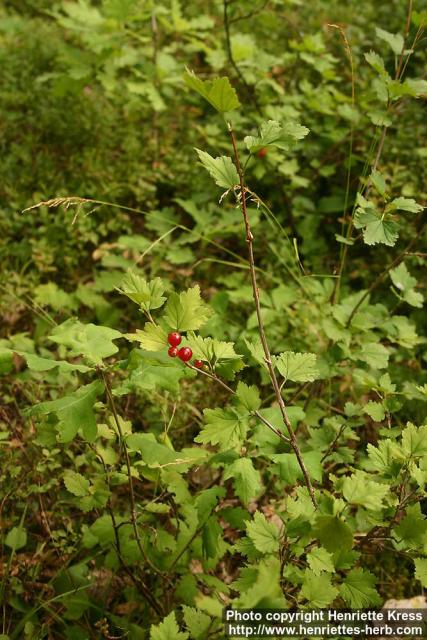 Photo: Ribes alpinum 15.