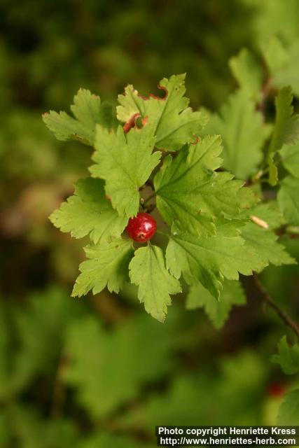 Photo: Ribes alpinum 16.