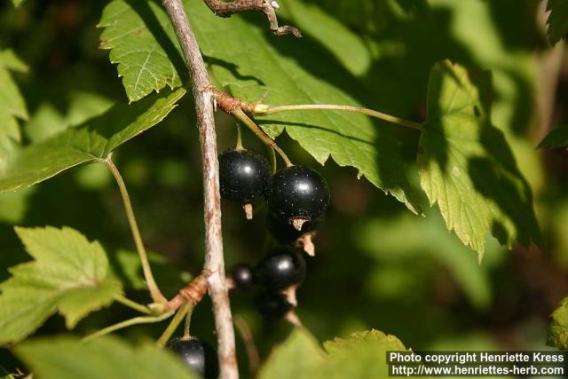 Photo: Ribes nigrum 8.