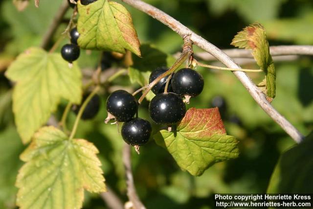 Photo: Ribes Nigrum 9.