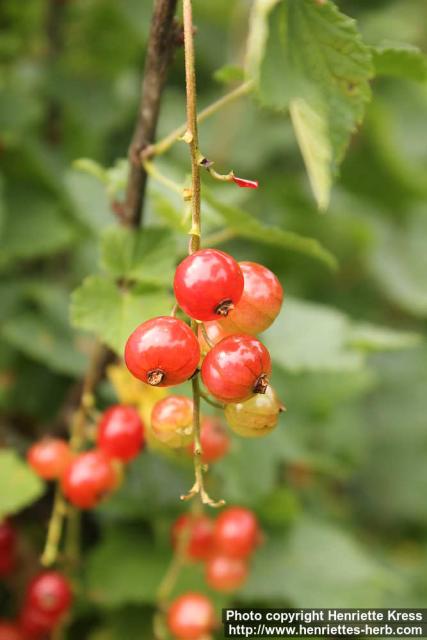 Photo: Ribes rubrum 15.