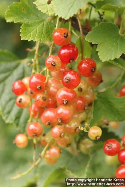 Photo: Ribes rubrum 16.