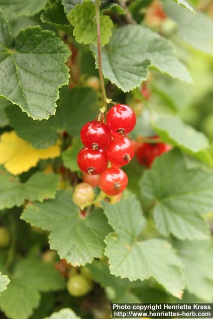 Photo: Ribes rubrum 17.